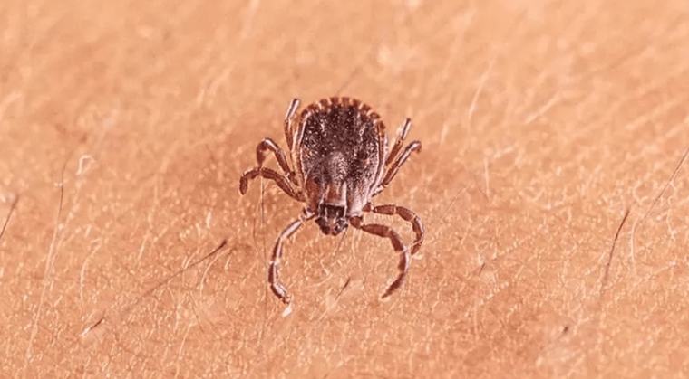 Shkencëtarët në Kinë zbulojnë virus të ri: Shkakton simptoma të ngjashme me gripin para 3 orë
